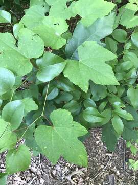 Image of summer grape