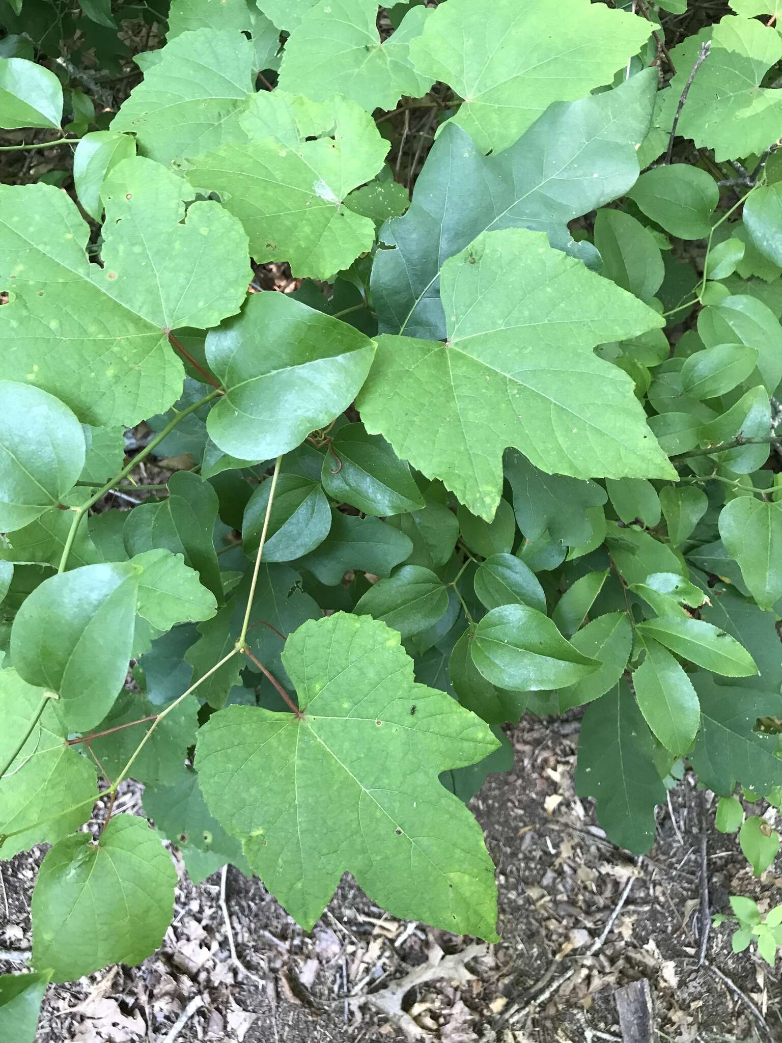 Image de Vitis aestivalis var. bicolor Leconte