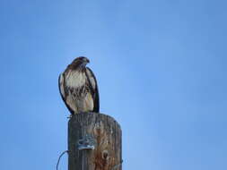 Imagem de Buteo jamaicensis calurus Cassin 1855