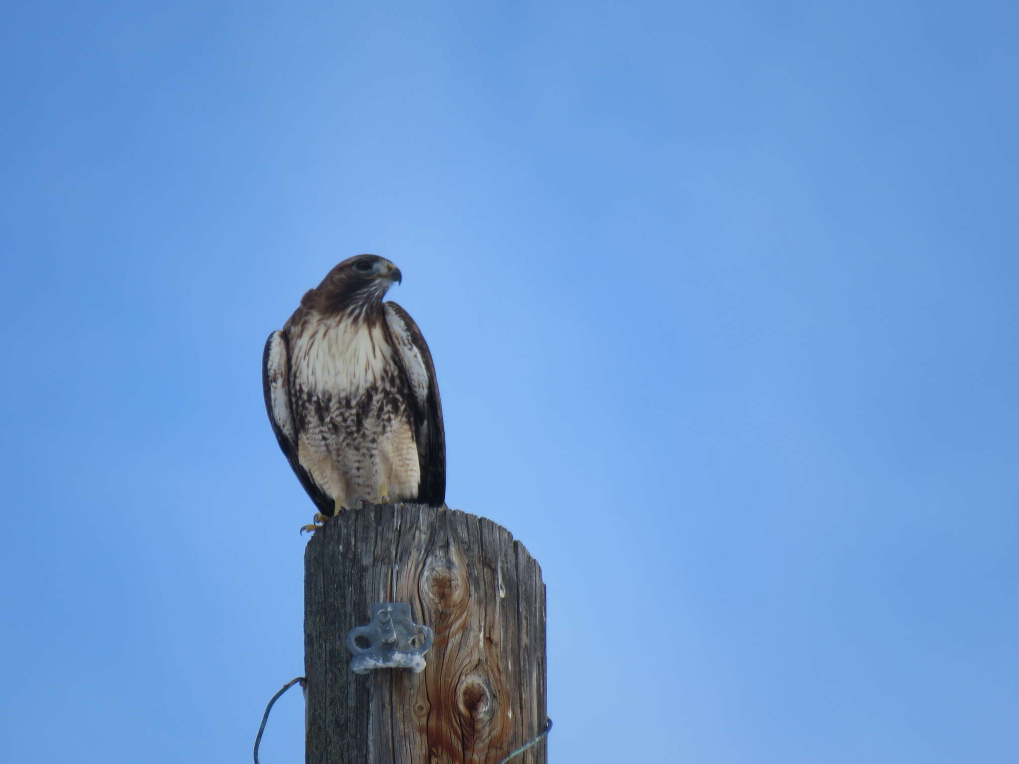 Imagem de Buteo jamaicensis calurus Cassin 1855