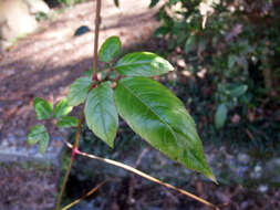 Image de Causonis corniculata