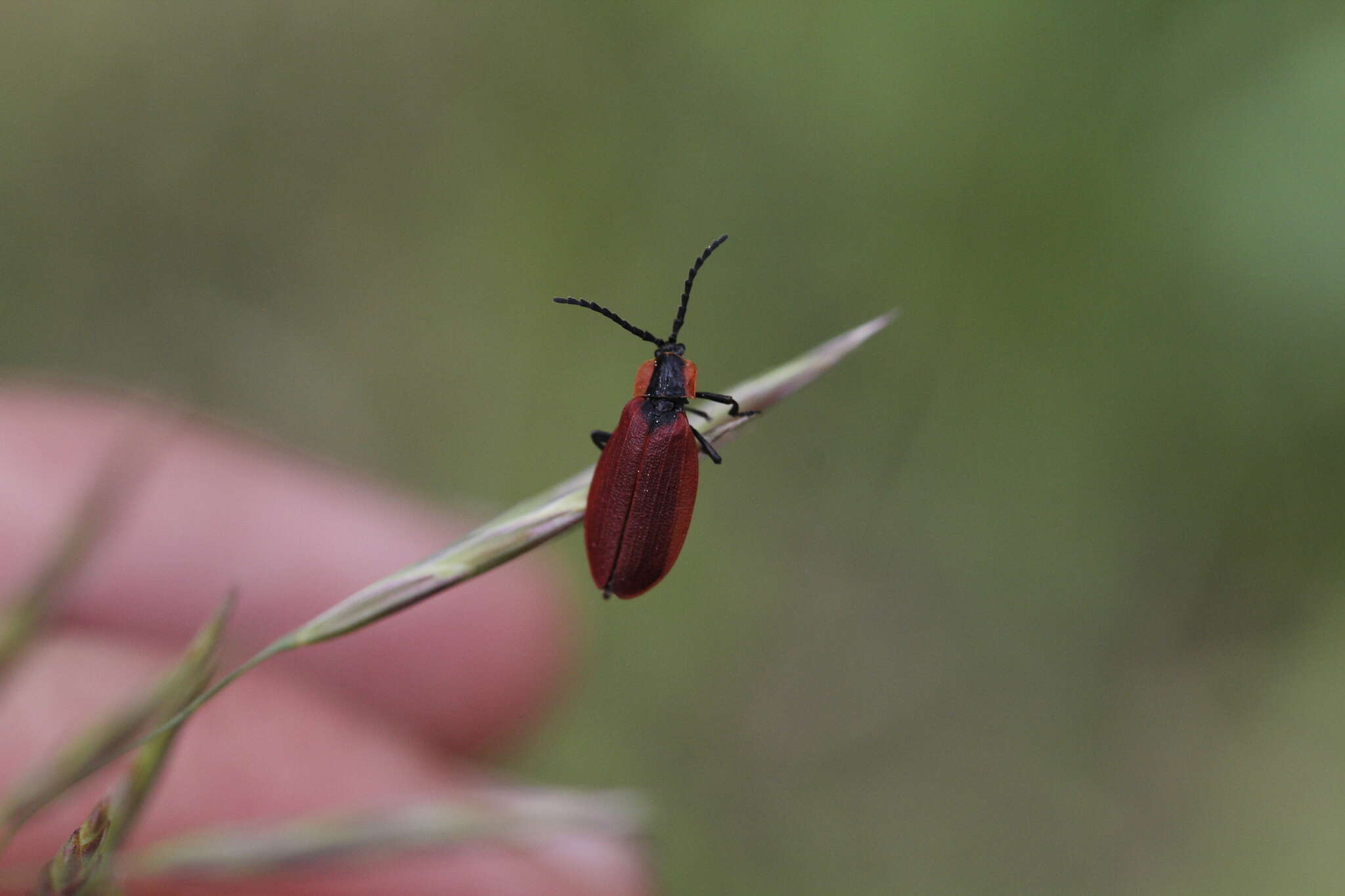 Plancia ëd Lycus sanguinipennis Say 1823