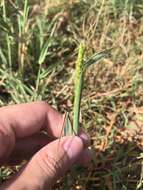 Image of oldfield grass