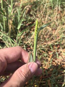 Image of oldfield grass