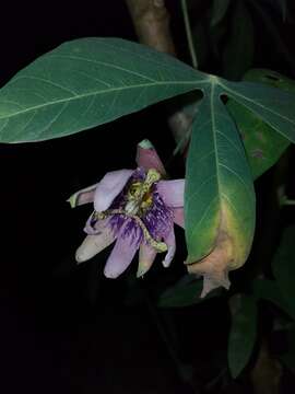 Image of Passiflora smithii Killip