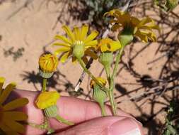 Image of French groundsel