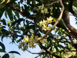 Слика од Dendrobium ovatum (L.) Kraenzl.