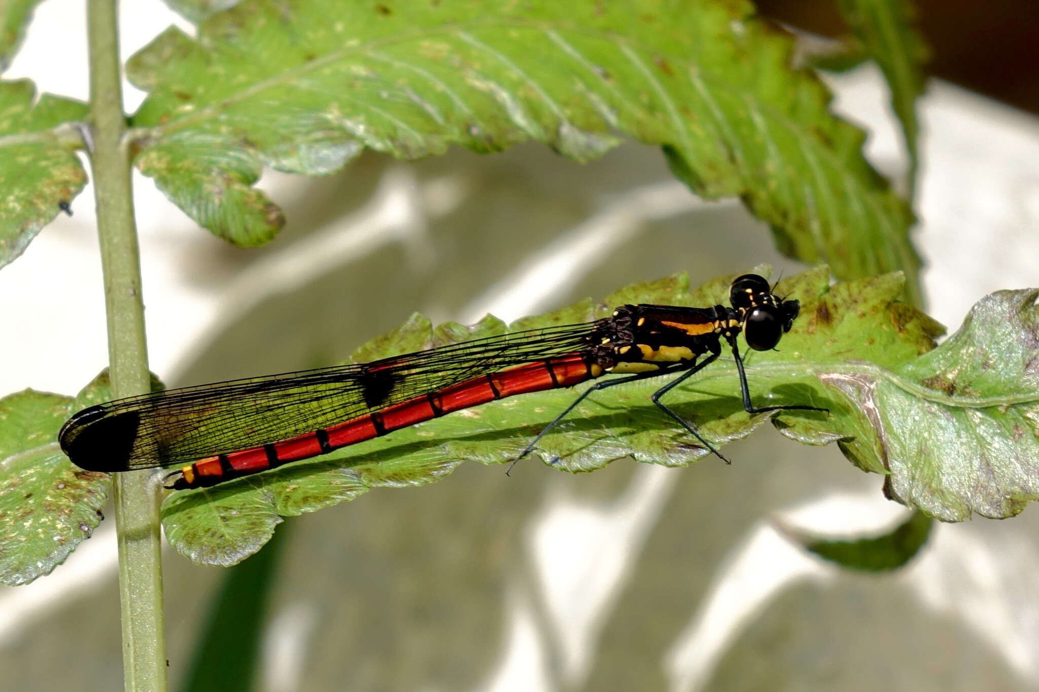 Image of Sclerocypha Fraser 1949