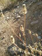 Image of Crepis syriaca (Bornm.) Babc. & NA v.