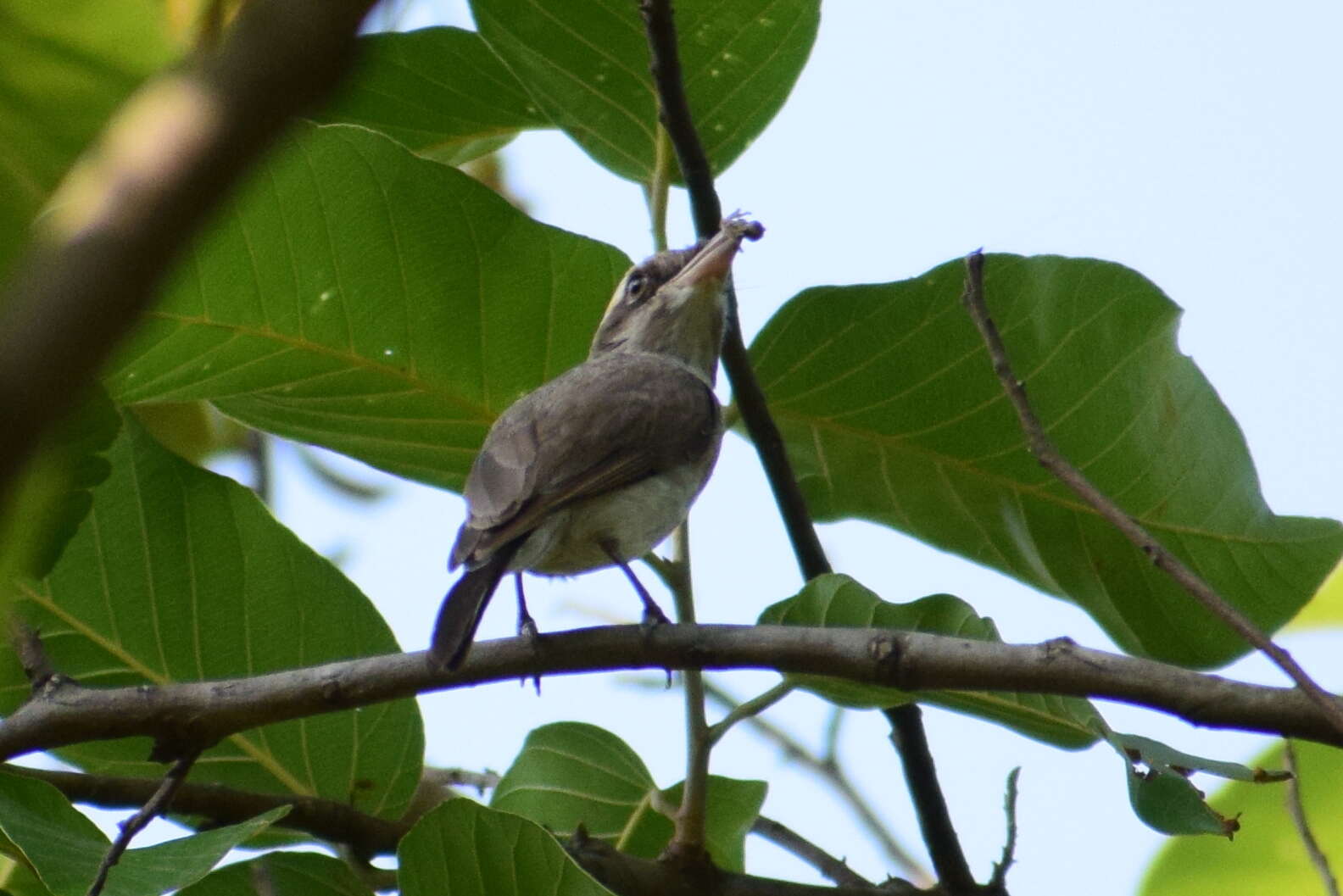 Tephrodornis Swainson 1832的圖片