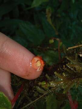 Image of Begonia secunda L. B. Sm. & Wassh.