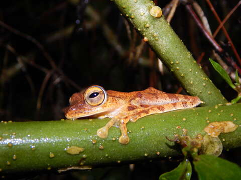 Image of Rhacophorus margaritifer (Schlegel 1837)