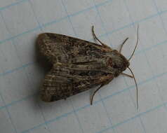 Image of Aster Cutworm