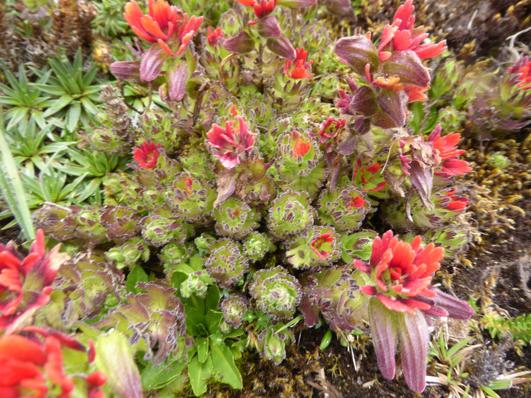 Image of Castilleja nubigena Kunth