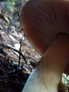 Image of Agaricus deardorffensis Kerrigan 2016