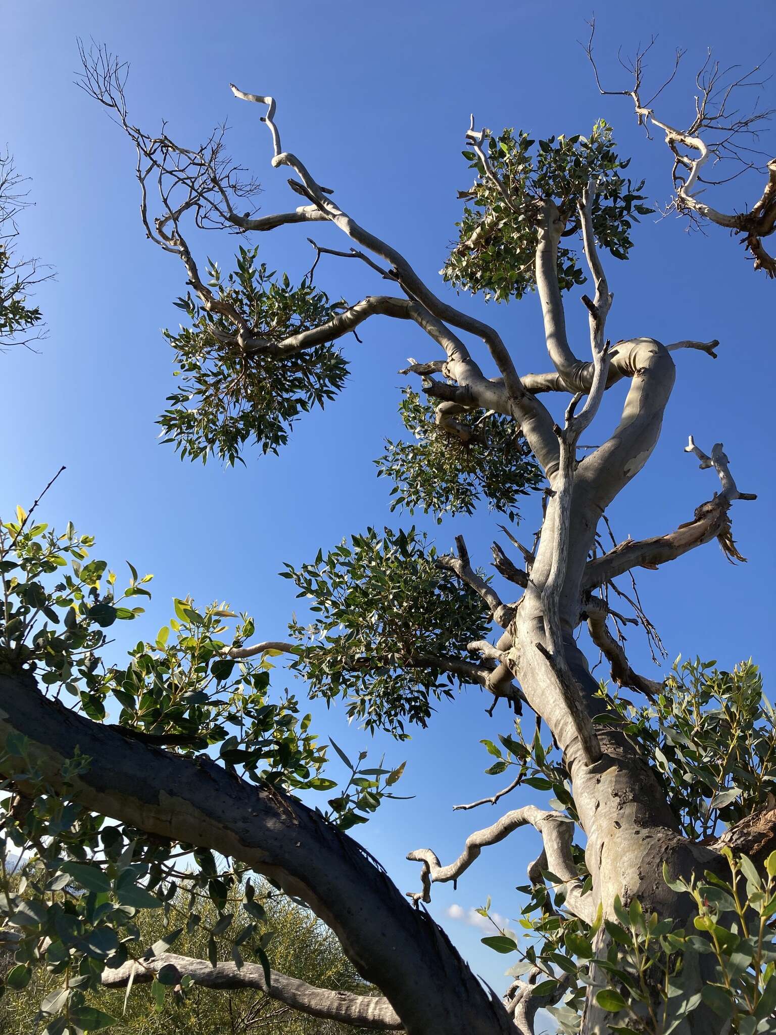Sivun Eucalyptus eudesmioides F. Müll. kuva