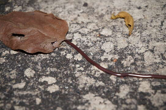 Image of Slender Worm Snake