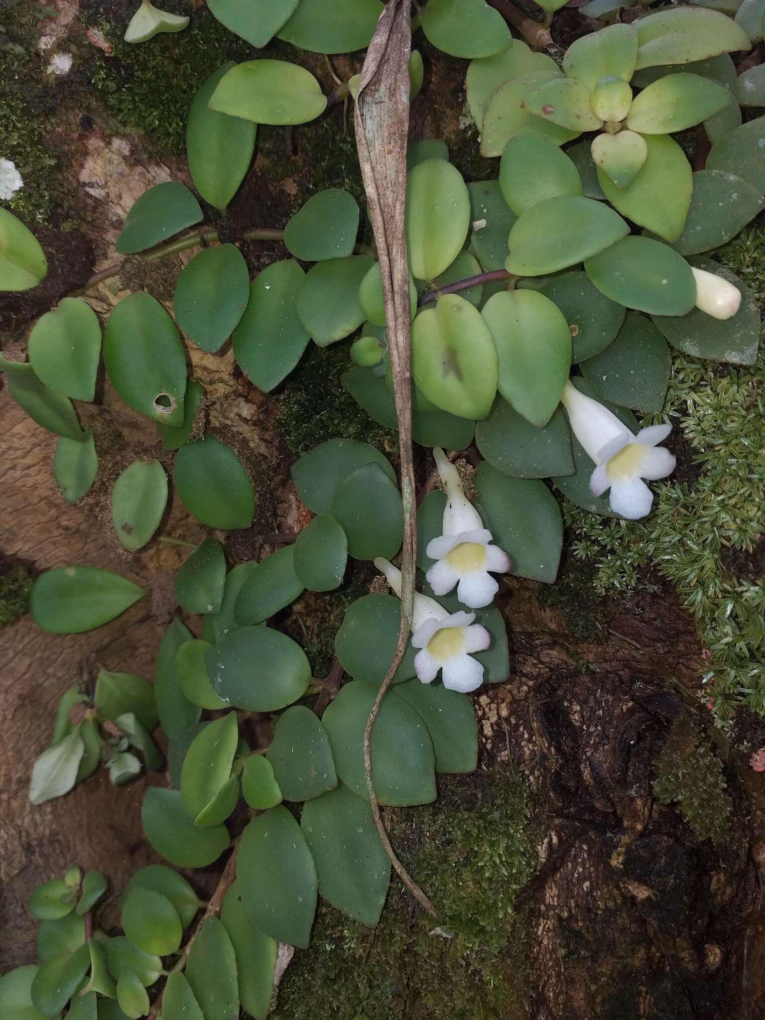 Image of <i>Codonanthopsis crassifolia</i>