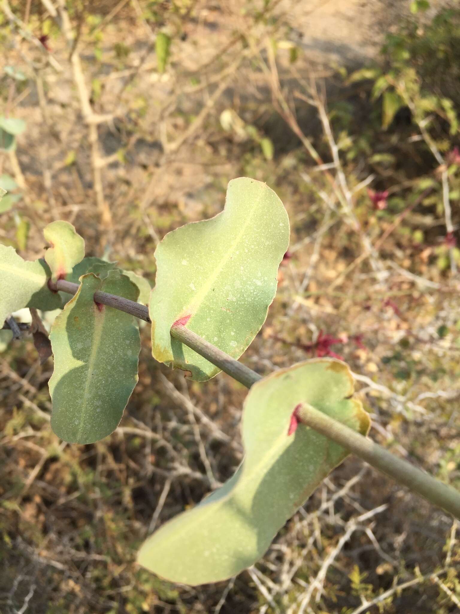 Image of Dyerophytum indicum (Gibs. ex Wight) O. Kuntze