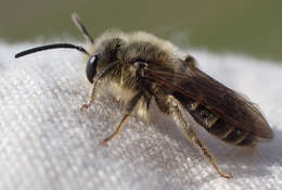 Image of Andrena cressonii cressonii Robertson 1891