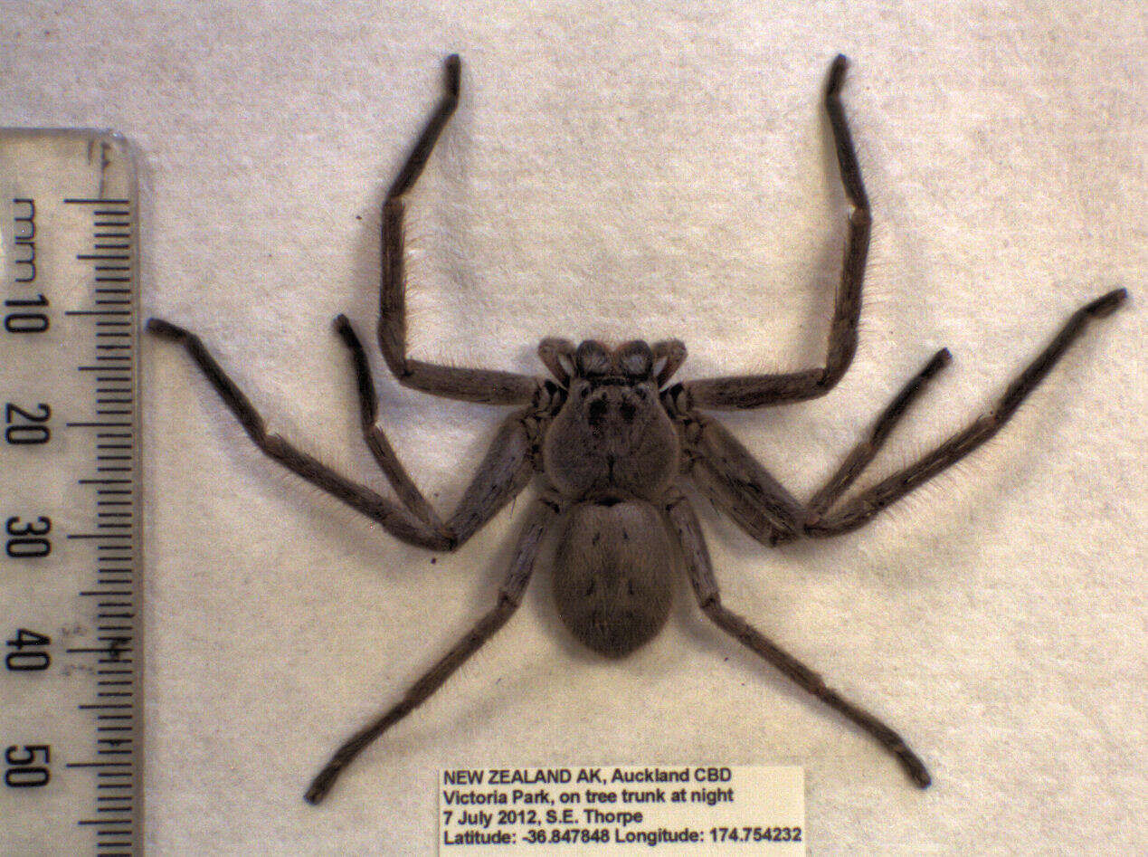 Image of Isopeda villosa L. Koch 1875