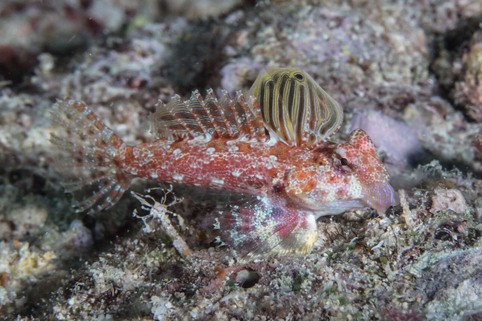 Image of Morrison's dragonet