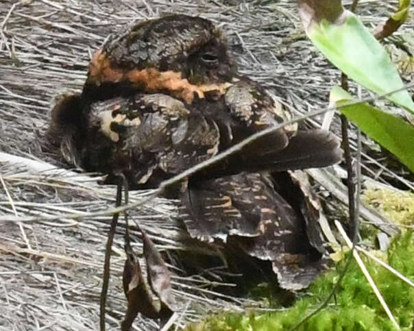 Image of Lyre-tailed Nightjar