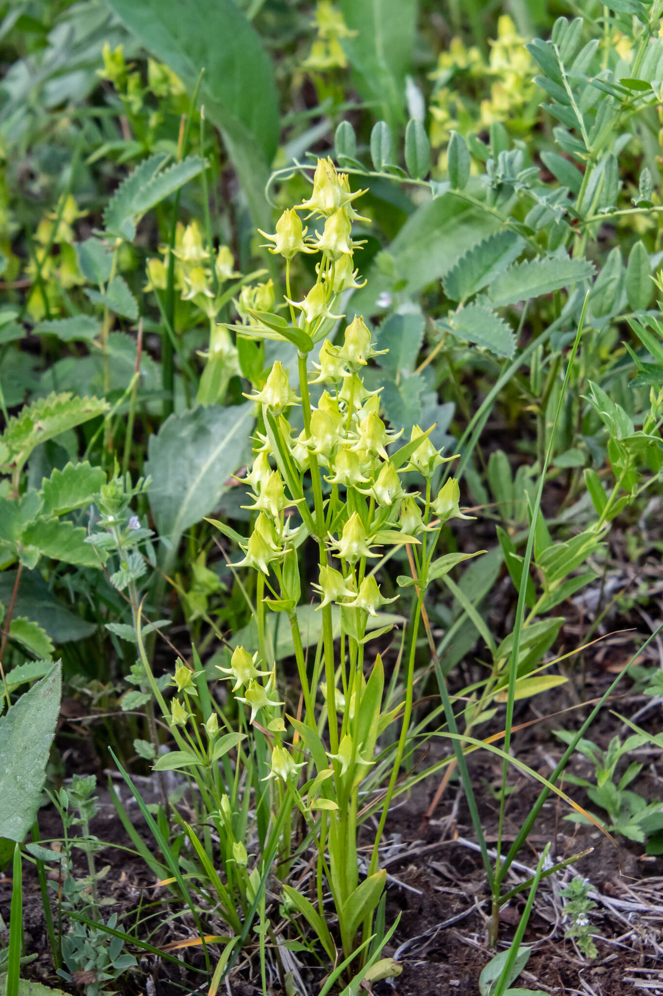 Image of Halenia corniculata (L.) Cornaz