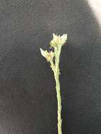 Image of slender cudweed