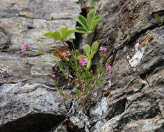 Image of Asperula cristata (Sommier & Levier) V. I. Krecz.