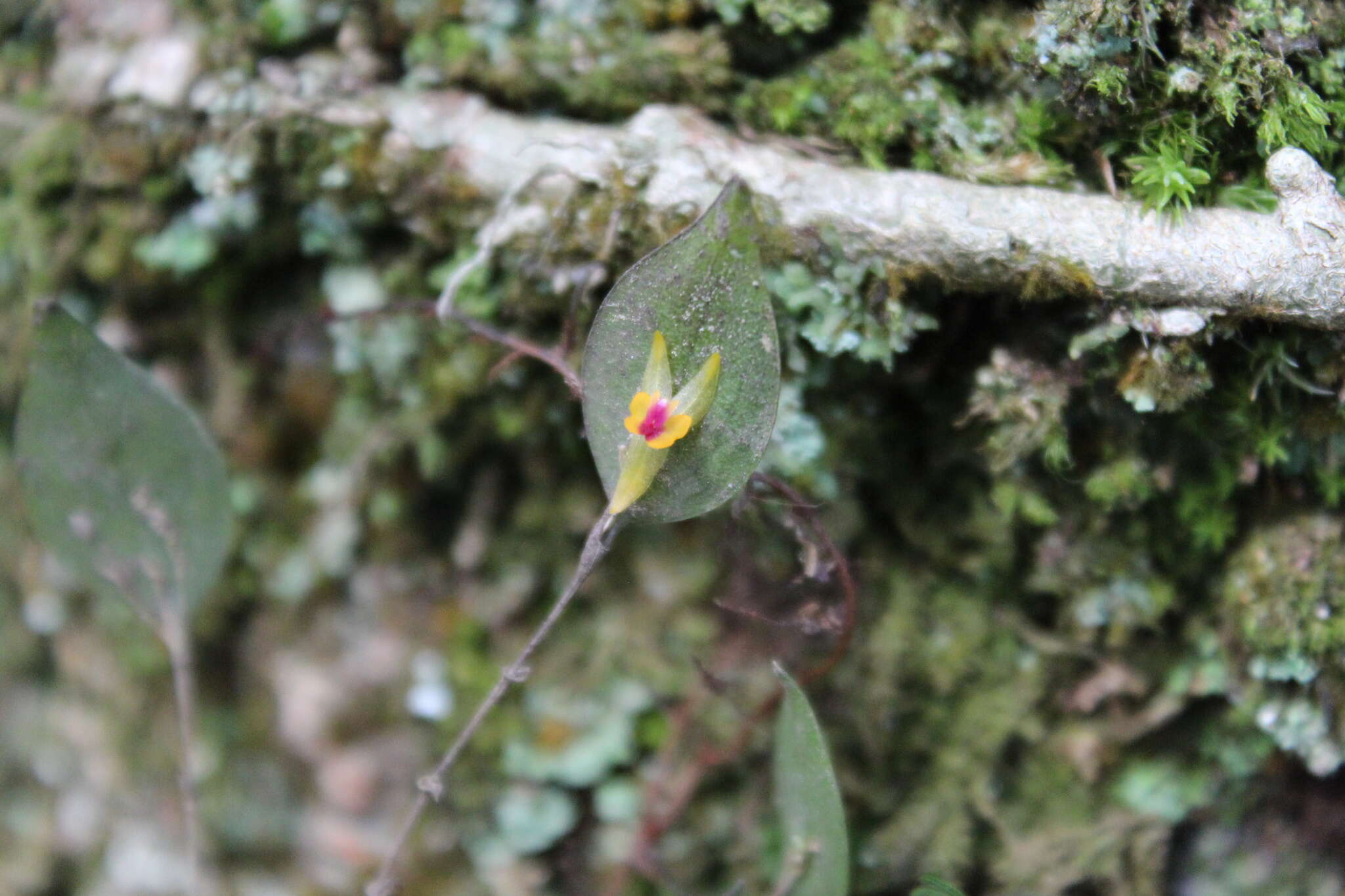 Image of Lepanthes acuminata Schltr.