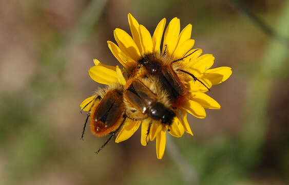 صورة Eulasia (Eulasia) arctos (Pallas 1781)