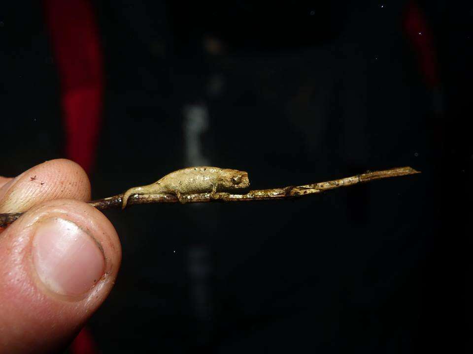 Image of Mount d'Ambre Leaf Chameleon