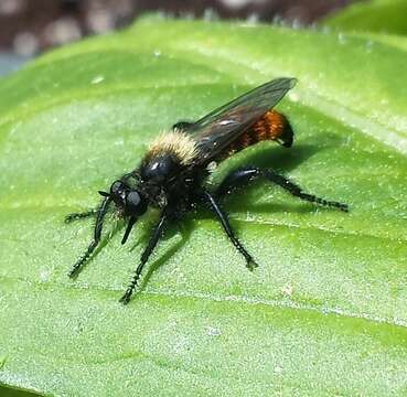 Image of Laphria janus McAtee 1919