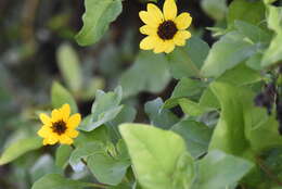 Image of cucumberleaf sunflower