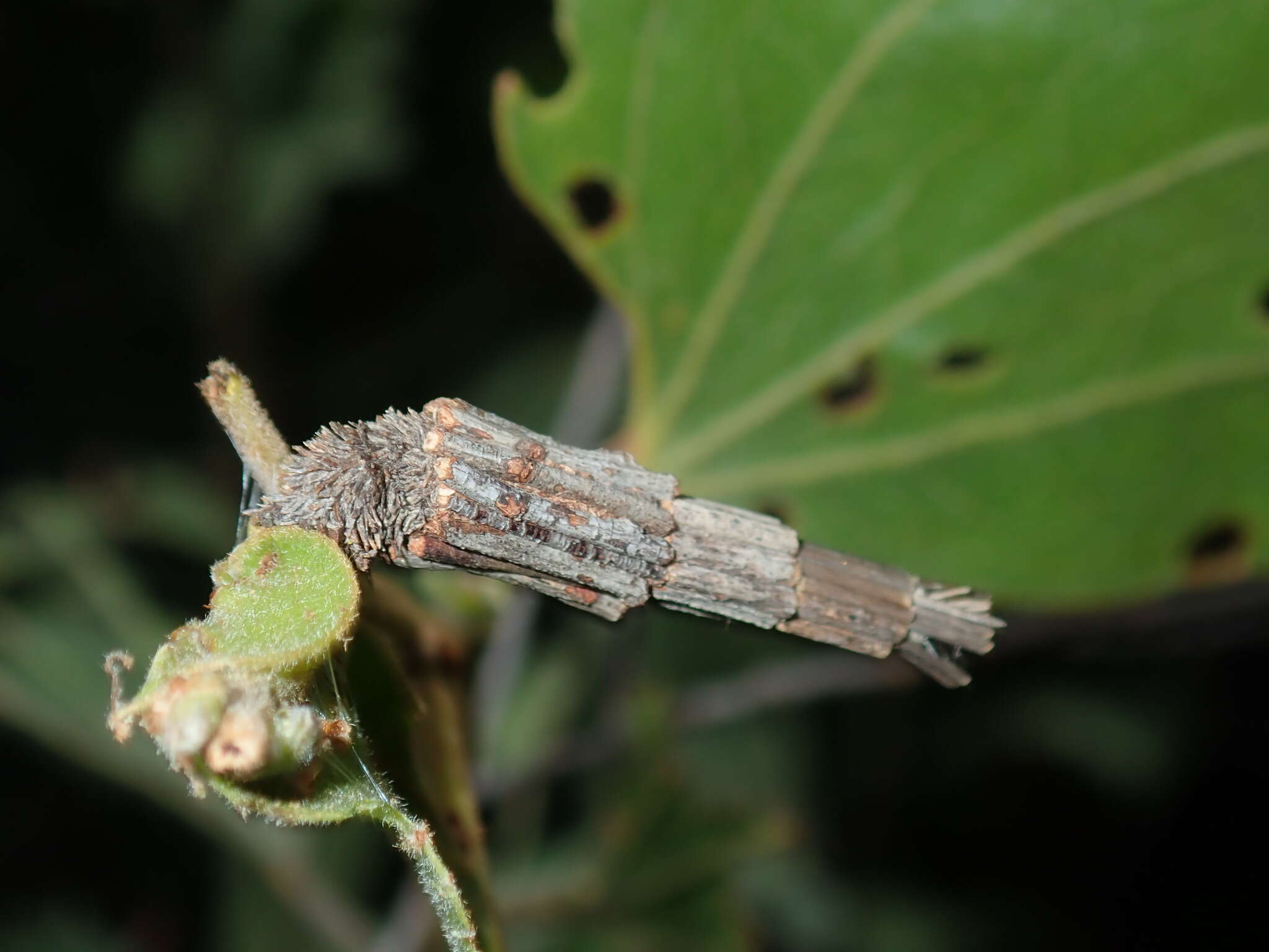 Image of Lepidoscia arctiella Walker 1869