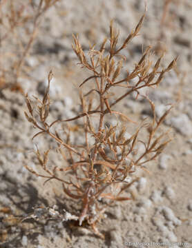 Image of Zeltnera namatophila