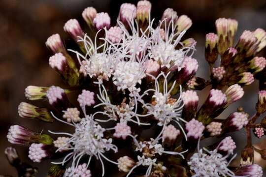 Image of Ageratina crassiramea (B. L. Rob.) R. King & H. Rob.