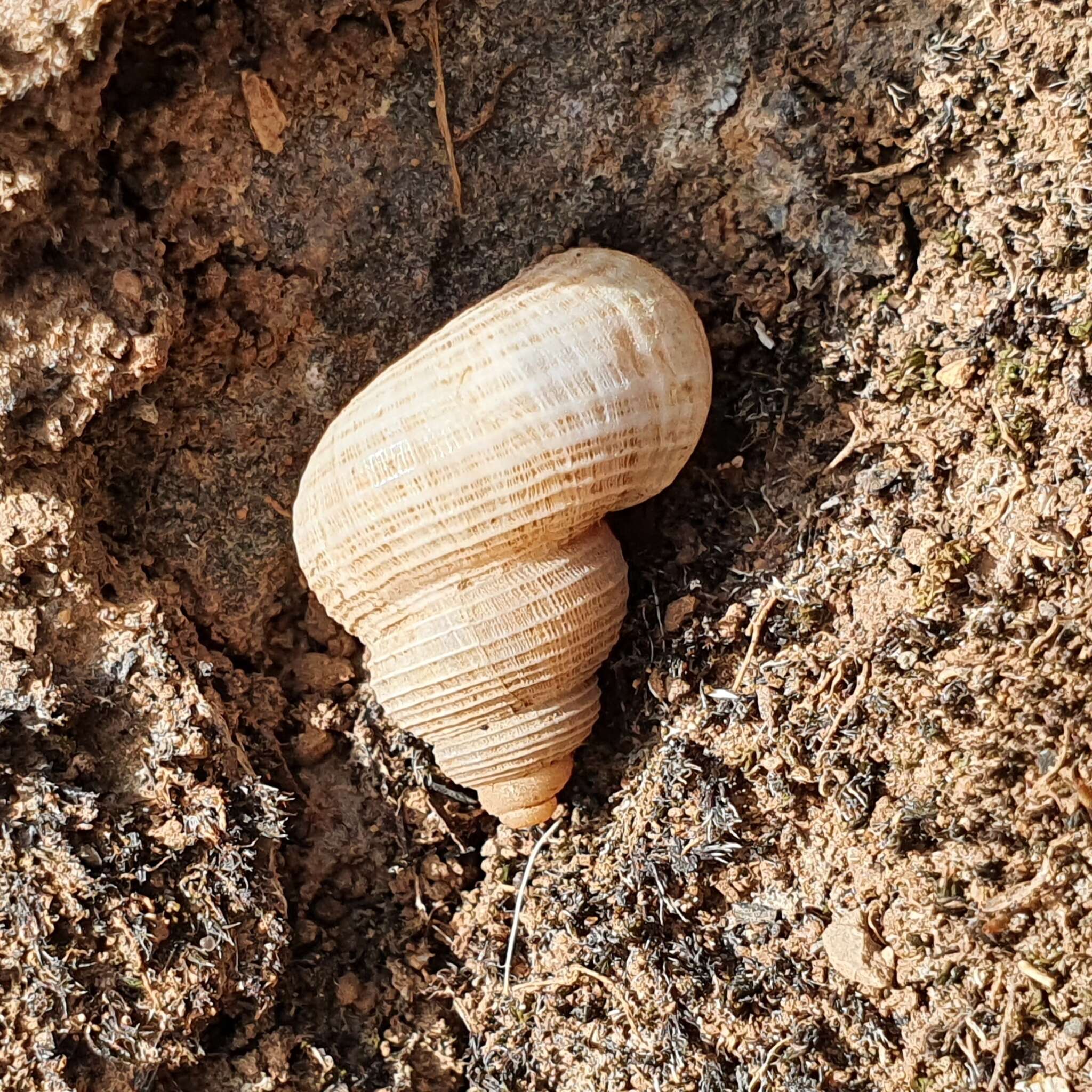 Image of Tudorella sulcata (Draparnaud 1805)