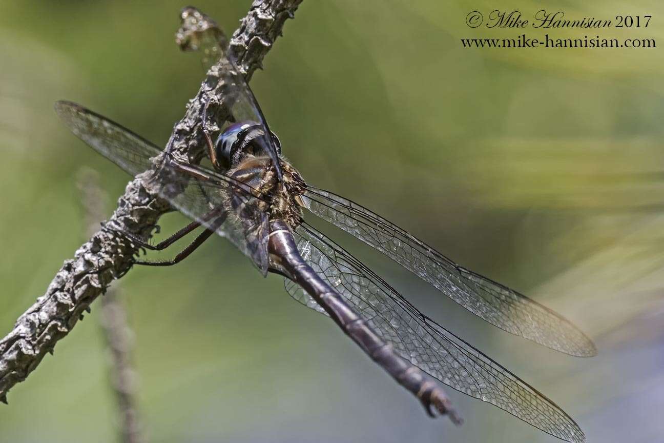 Image of Fine-lined Emerald