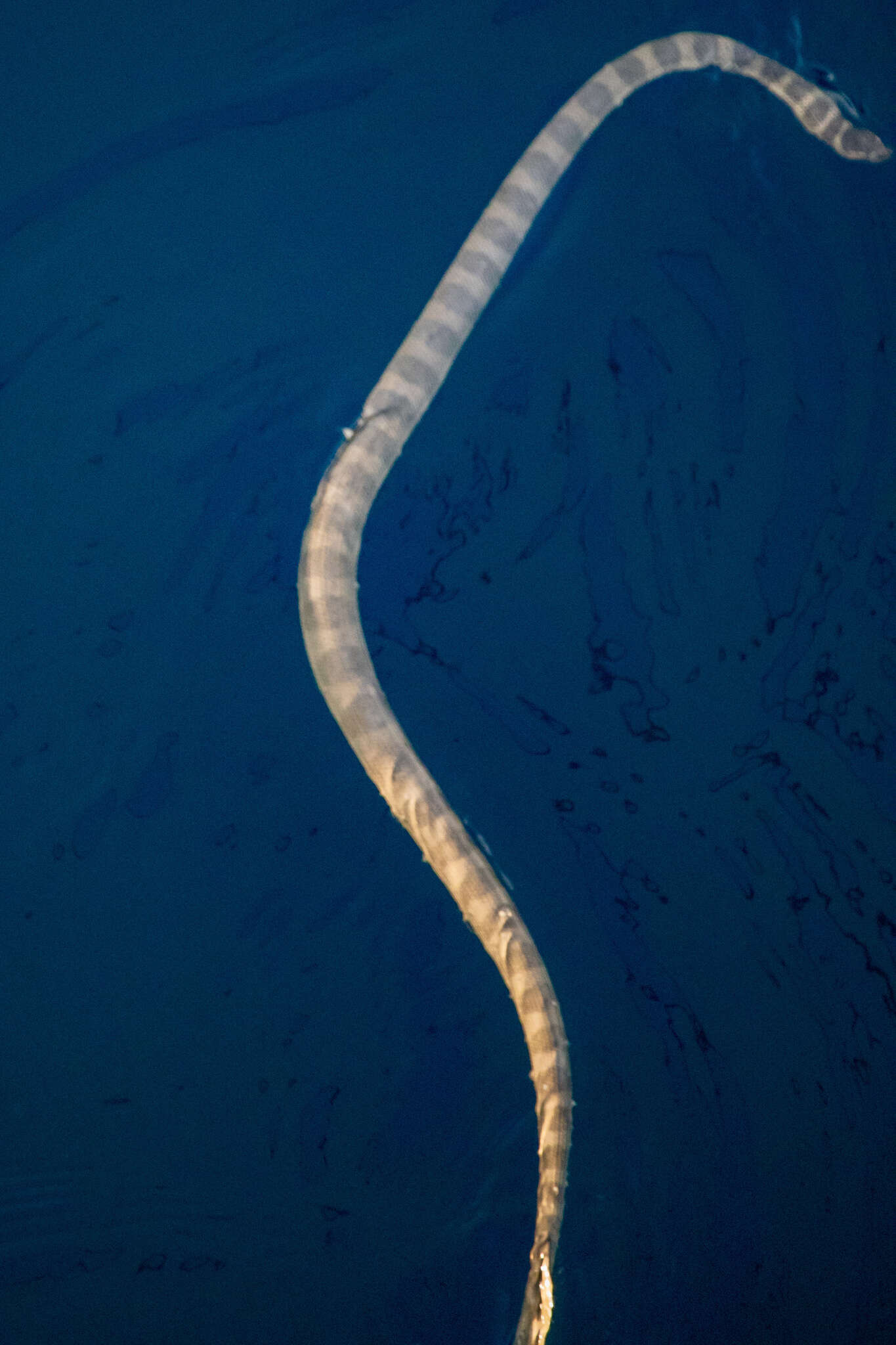 Image of Persian Gulf Sea Snake