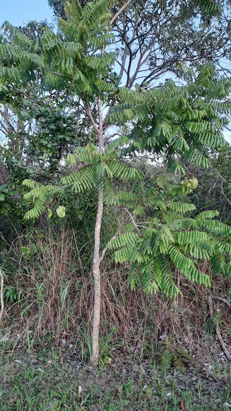 Sivun Jacaranda brasiliana (Lam.) Pers. kuva