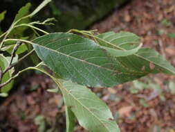 Image of Formosan alder