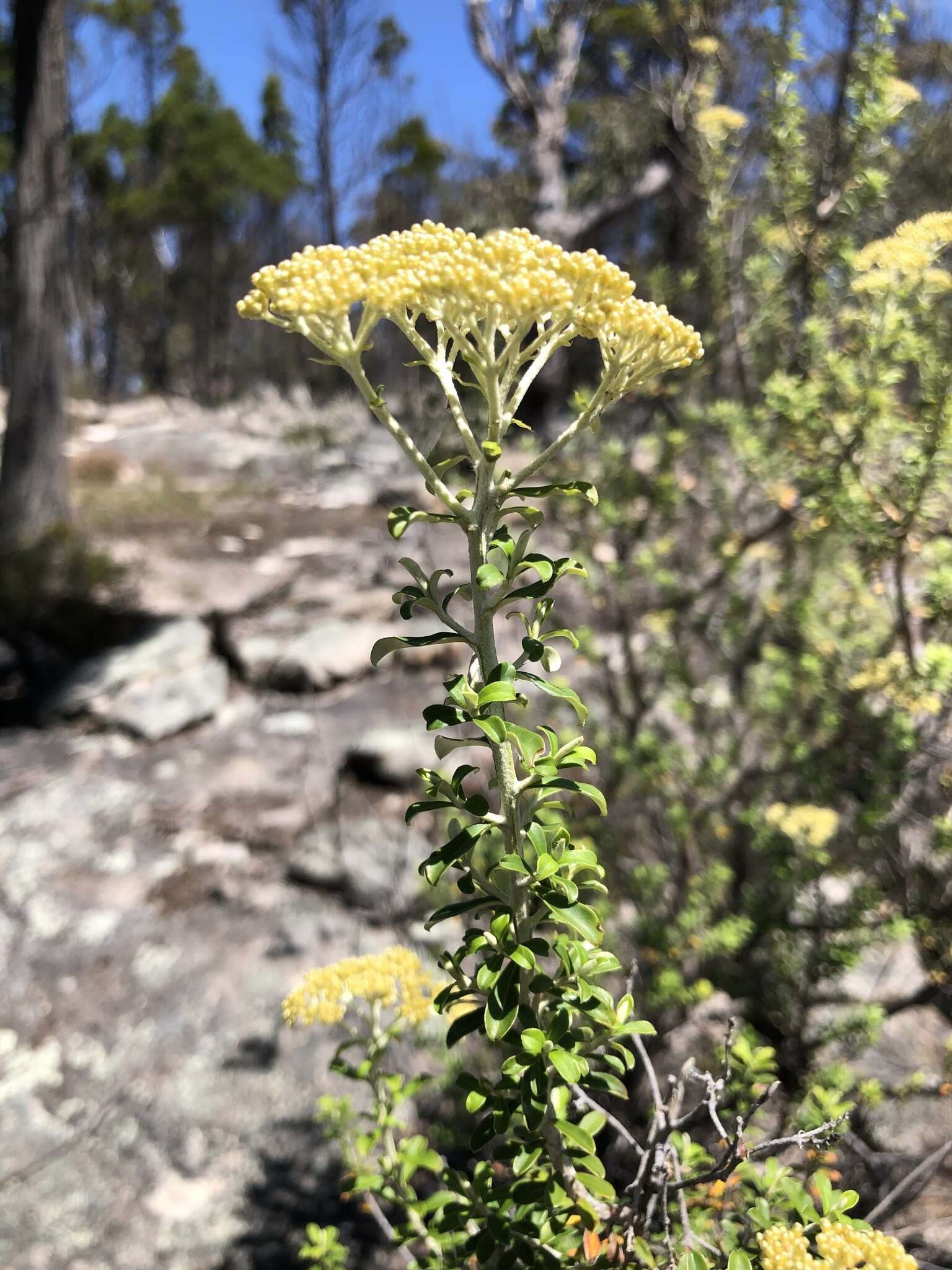 Image of Ozothamnus obcordatus subsp. major (Benth.) P. S. Short