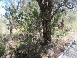 Sivun Banksia sessilis var. cygnorum (Gand.) A. R. Mast & K. R. Thiele kuva