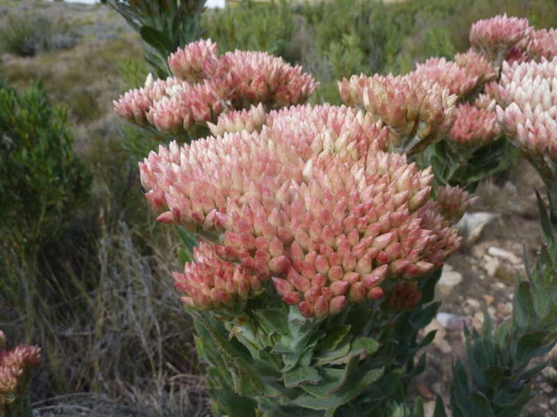 Syncarpha milleflora (L. fil.) B. Nord. resmi