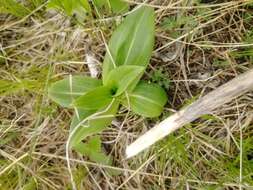 صورة Gentiana macrophylla Pall.