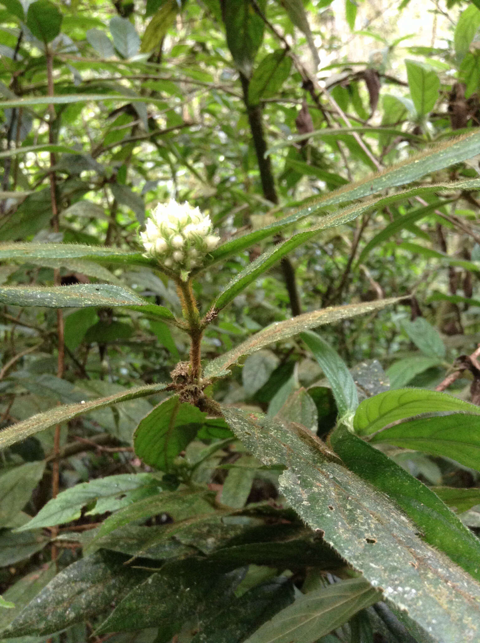 Image of Bertiera brevithyrsa A. P. Davis