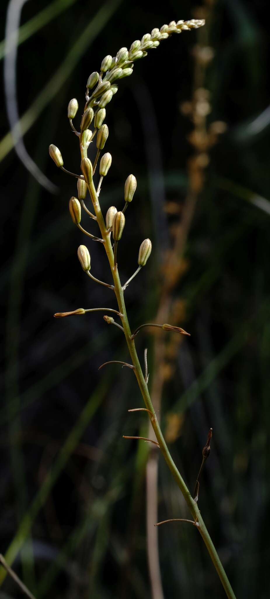 Image of Bulbine favosa (Thunb.) Schult. & Schult. fil.