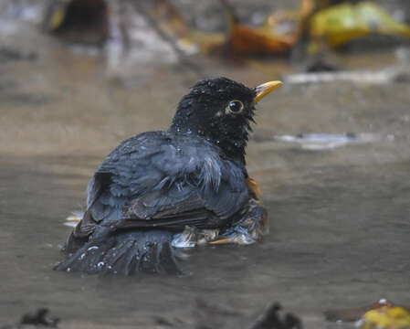 Image of Black-breasted Thrush